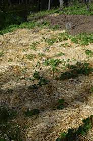 Maybe you would like to learn more about one of these? How To Grow Strawberries And Asparagus The Permaculture Way