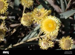 Image result for Helichrysum foetidum