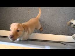 Americanlisted has classifieds in stevens point, wisconsin for dogs and cats. Akc Yellow Labradors For Sale 07 2021