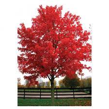 But the october glory maple dependably puts on a wonderful explosion of orange, yellow and red, in even the mildest fall conditions. Maple Trees Red Maple Tree October Glory Maple October Glory