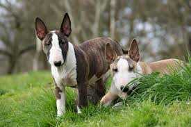This breed puppies treat everyone as a friend. Miniature Bull Terrier Puppies For Sale Akc Puppyfinder