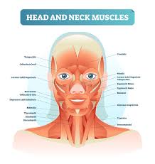 This section of the website will explain large and minute details of axial cross sectional anatomy of neck. Head And Neck Muscles Labeled Anatomical Diagram Facial Vector Illustration With Female Face Health Care Educational Information Stock Vector Illustration Of Movement Adult 118338016