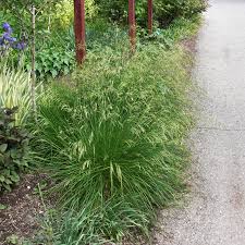 Image result for Deschampsia cespitosa