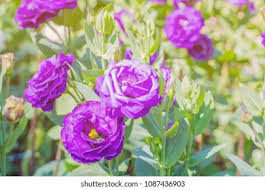 Image result for eustoma lisianthus in garden