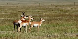 Animals that live in wyoming. Pronghorn National Wildlife Federation