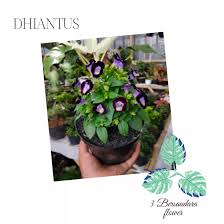 Bentuk bunganya sekilas memang terlihat sangat indah dan mirip terompet. Bunga Terompet Ungu Lazada Indonesia