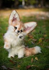 Pin By Aleksandra Evdokimova On Milye Zhivotnye Baby Animals Super Cute Cute Little Animals Animals