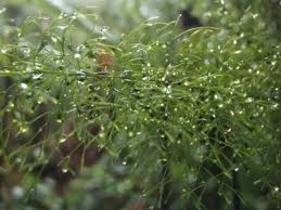Image result for Selaginella vanderystii