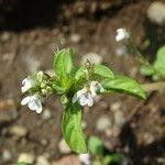 Image result for Justicia exigua