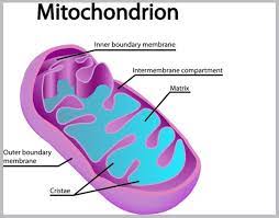 Using the equations above, explain the relationship between mitochondria and chloroplasts. In Wch Organelle Of Cell Does Respiration Occur Brainly In
