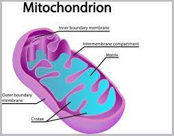 After completing the installation what should be done first and why. In Wch Organelle Of Cell Does Respiration Occur Brainly In