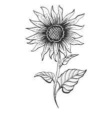 How To Draw A Sunflower Easy Step By Step Drawing Guides Plant Sketches Sunflower Drawing Drawings