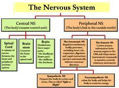 Central nervous system diagram chart. 27 Anatomy Physiology Ideas Anatomy And Physiology Physiology Anatomy