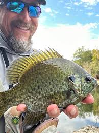 The consensus is. Redear or Redear cross