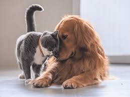 The information offered on this website is for educational purposes only. Madison Veterinary Specialists Emergency And Specialty Veterinary Care