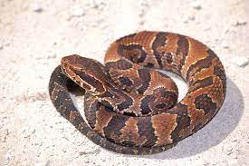 Facts About Water Moccasin Cottonmouth Snakes Poisonous Snakes Water Moccasin Snake Snake