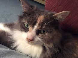 Holly is a stunning senior long haired tortoiseshell cat for private adoption in pittsburgh, pa. My Fuzzy Friend We Needed Our Calico Cat As Much As She Needed Us The Morning Call