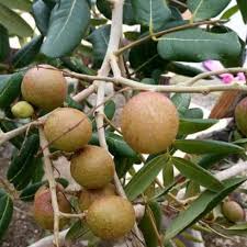 Frieskis dsb telah dikemas ulang di mata kucing pets sebagai produk retail (eceran) dengan jumlah gram perbungkus lebih kecil makanan pelengkap yang lembut dan ringan untuk kucing anda. Baja Pokok Mata Kucing Buah Bunga Sayuran Hiasan Dll 13 Dalam 1 Complete High Quality Fertilizer Shopee Malaysia