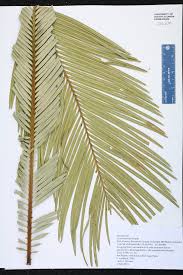 Image result for Cycadaceae