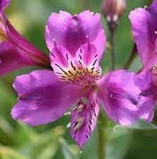 Show Details For Alstroemeria Yum Yum Plum Beautiful Flowers Alstroemeria Perennials