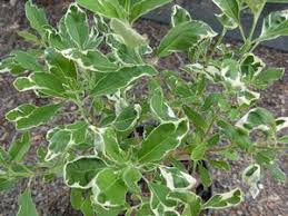 Image result for Vitex trifolia