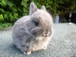 There Are Many Different Breeds Of Dwarf Rabbits As Well As Non Pure Bred Rabbits That Aren T In Any Way Less Cute The Br Dwarf Rabbit Pet Bunny Rabbit Breeds
