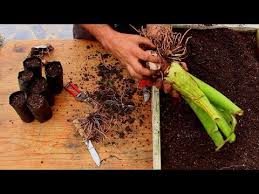 Taro plants need a heavy amount of food, start feeding once leaves emerge. How To Propagate Taro Root And Other Edible Tubers Youtube Taro Plant Taro Root Propagating Plants