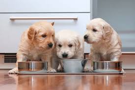 October 23, 2017 by tanya clark 1 comment. The Best Affordable Dog Foods 2021 Reviews