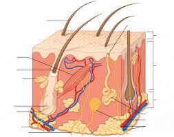 Integumentary System Skin Structure Quiz