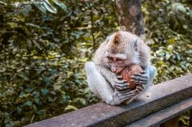 English (us) · español · português (brasil). Visiting The Ubud Monkey Forest In 2021 Safety Guide Daily Travel Pill
