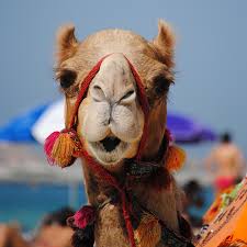 So we need to help java a bit, which you do by using.endchoice(), which tells camel to pop the stack if there are still problems, then you can split your route into multiple routes, and link them together using the. Pin On Travel The World