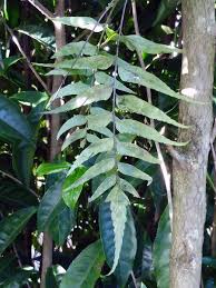 Image result for Asplenium hemitomum