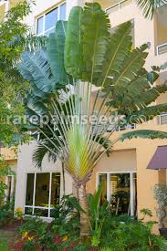 Image result for Wahlenbergia madagascariensis