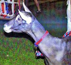 Goat collars plastic chain with metal quick link 36 long. Goat Collars Products