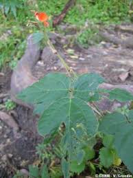 Image result for Hylodesmum repandum