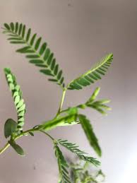 Image result for Rytigynia sp. M