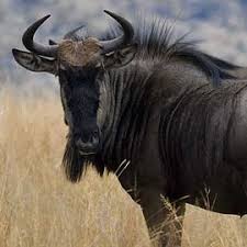 Karen and Brent Bertram