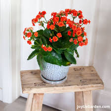 Image result for Kalanchoe dyeri