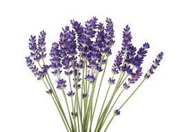 Lavendar 6 Jpg 646 467 Pixels Dried Lavender Flowers Flower Meanings Lavender Flowers