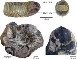 Any of an extinct group of cephalopods of the subclass ammonoidea; The Feeding Habits Of Ammonites Science
