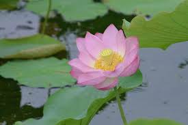 Ich hätte gerne weitere exemplare meiner lotosblume. Lotos Lotus Pflanzen Pflegen Schoner Wohnen