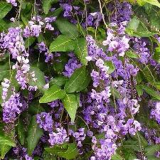 Image result for Hardenbergia comptoniana