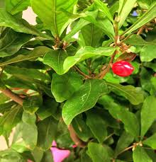 Image result for Synsepalum