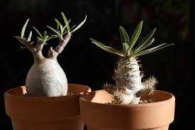 Image result for Trochomeria polymorpha