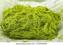 Spirogyra (common names include water silk, mermaid's tresses, and blanket weed) is a filamentous charophyte green alga of the order zygnematales, named for the helical or spiral arrangement of the chloroplasts that is characteristic of the genus. Shutterstock Puzzlepix