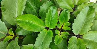 Image result for Bryophyllum pinnatum