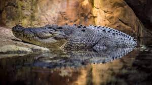 Krokodýl slaví 20 let !!! Krokodyl Ktery Utekl V Ostrave Se Stale Hleda Jmenuje Se Mirecek A Je Mu 5 Let Extra Cz