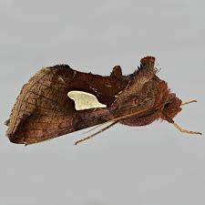 Image result for Autographa bractea