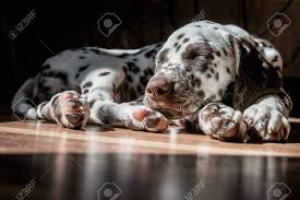 11 cute & squeaky dalmatian puppies freshly born via caesarean section. Sleeping On The Floor Dalmatian Puppy Cute Young Portrait Of White Brown Dog Race Lovely Pet View On Dog Breed Dalmatian Relaxing Under Sunlight Animal Is In The Age Of 2 Months Stock Photo