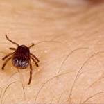 Ticks in Indiana more prevalent than previously thought, according to research